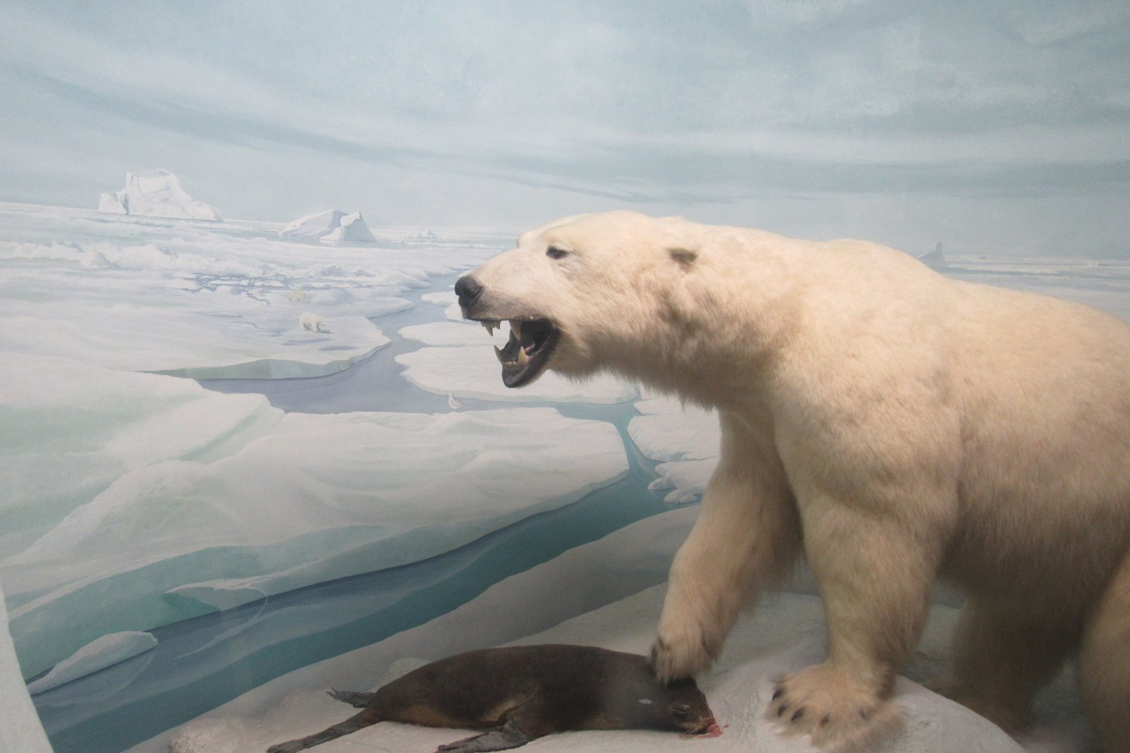 polar bear and seal diorama