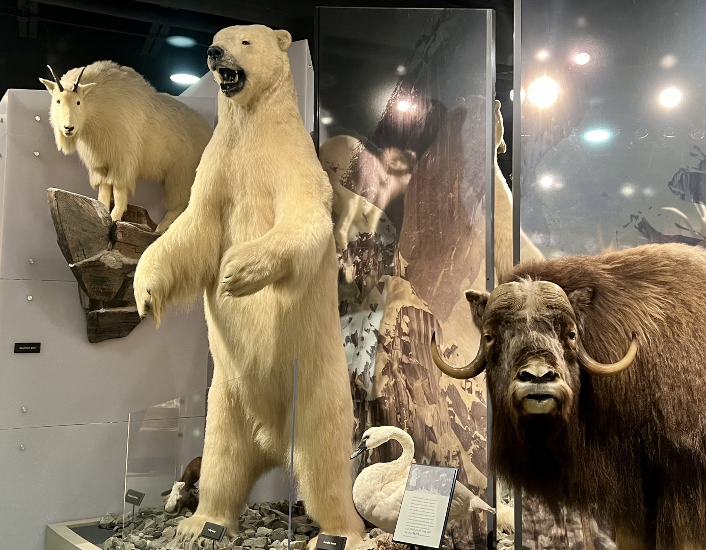 Polar Bear and Tundra Swan