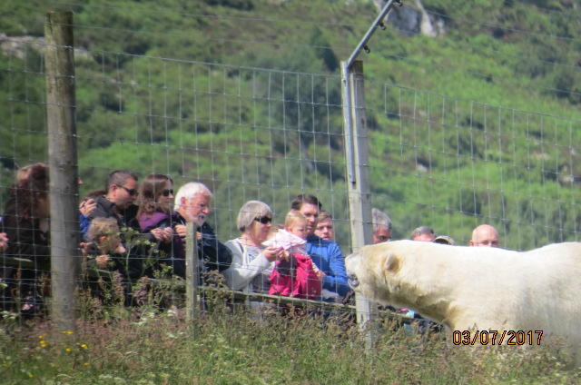 Polar Bear and Visitors