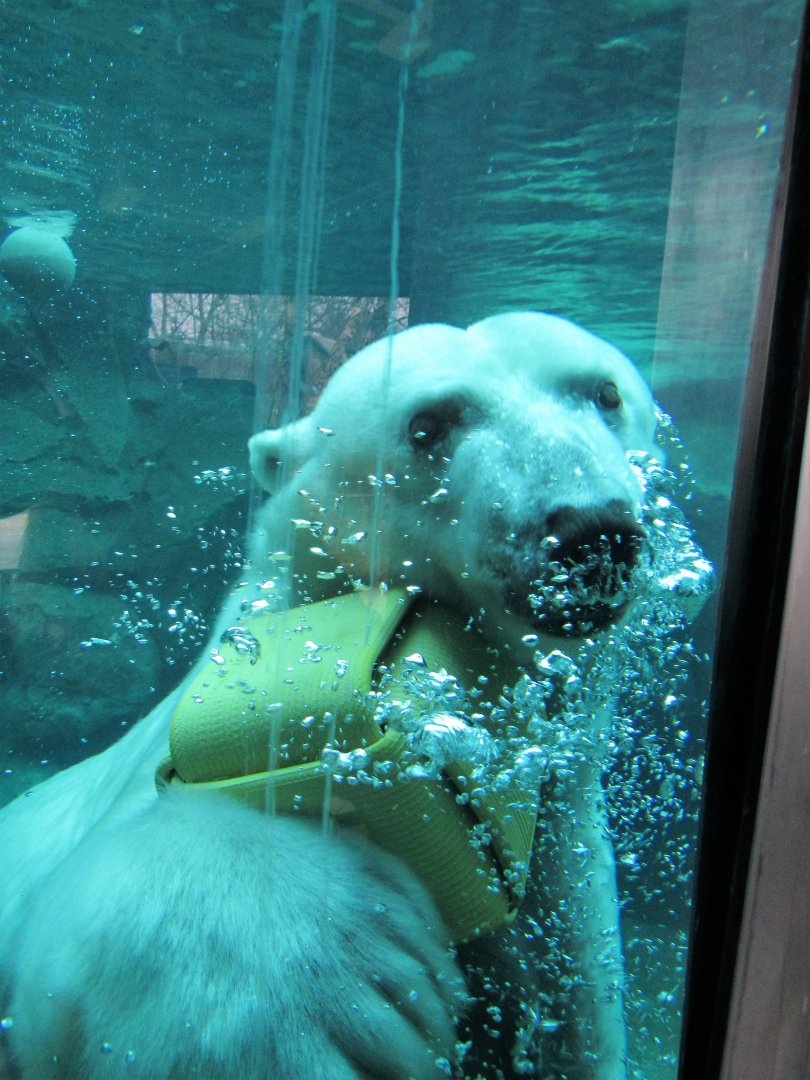Polar bear Anoki