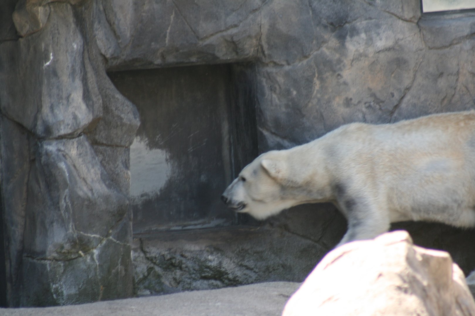 Polar Bear "Anoki"