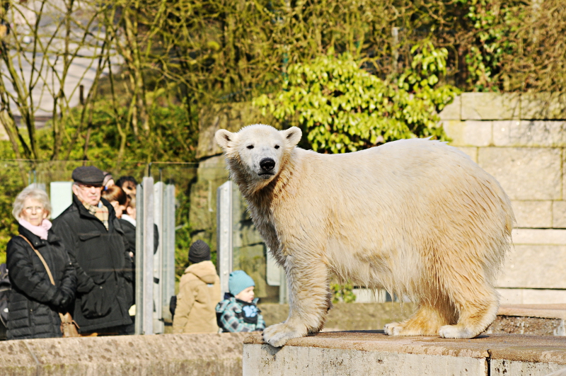 Polar bear Anori at Wuppertal