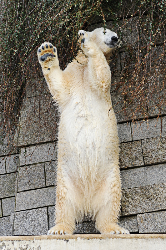 Polar bear Anori at Wuppertal