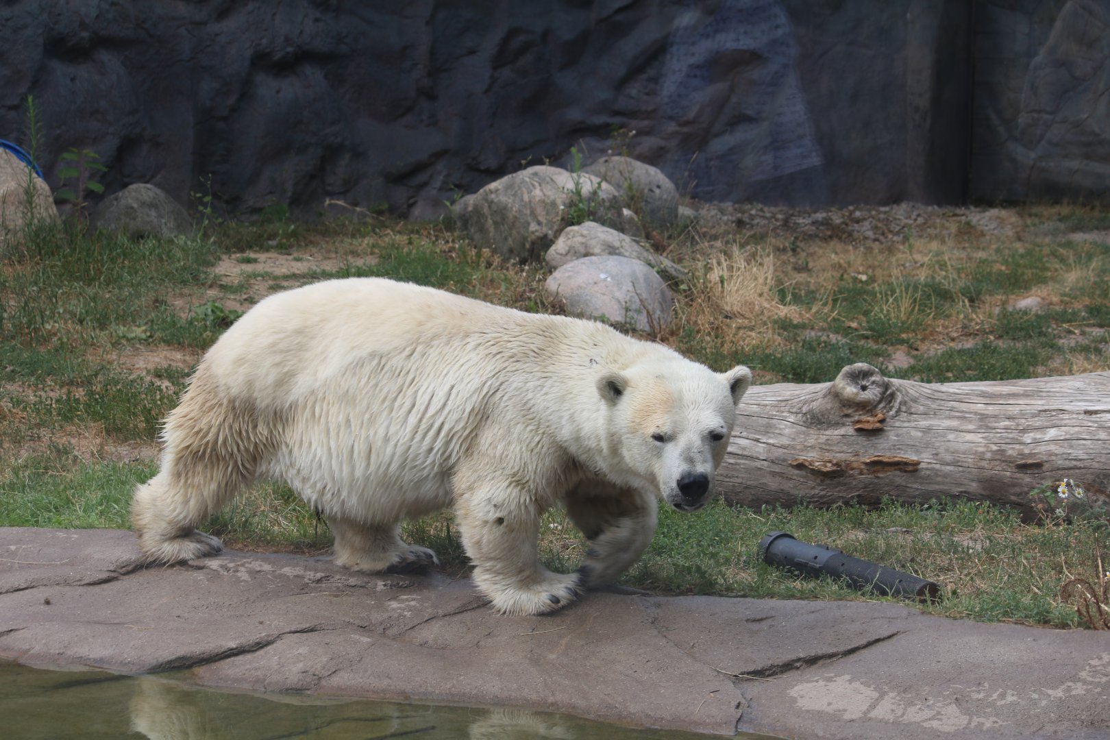 Polar bear - Antonia