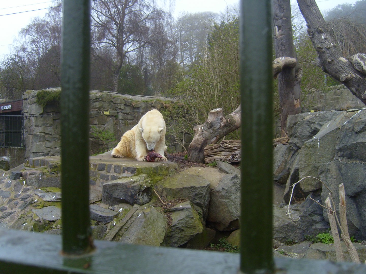 Polar Bear, April 2009