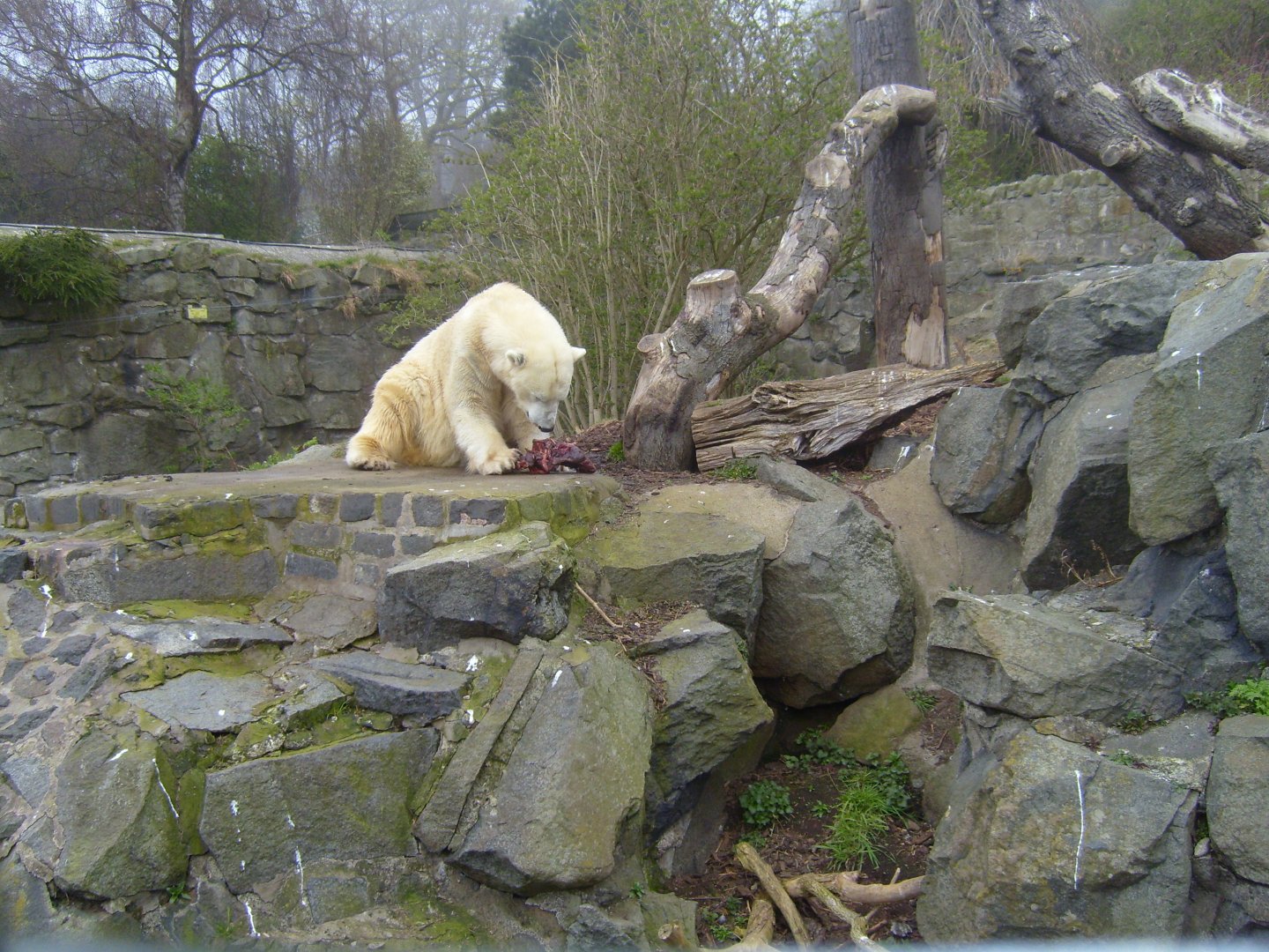 Polar Bear, April 2009