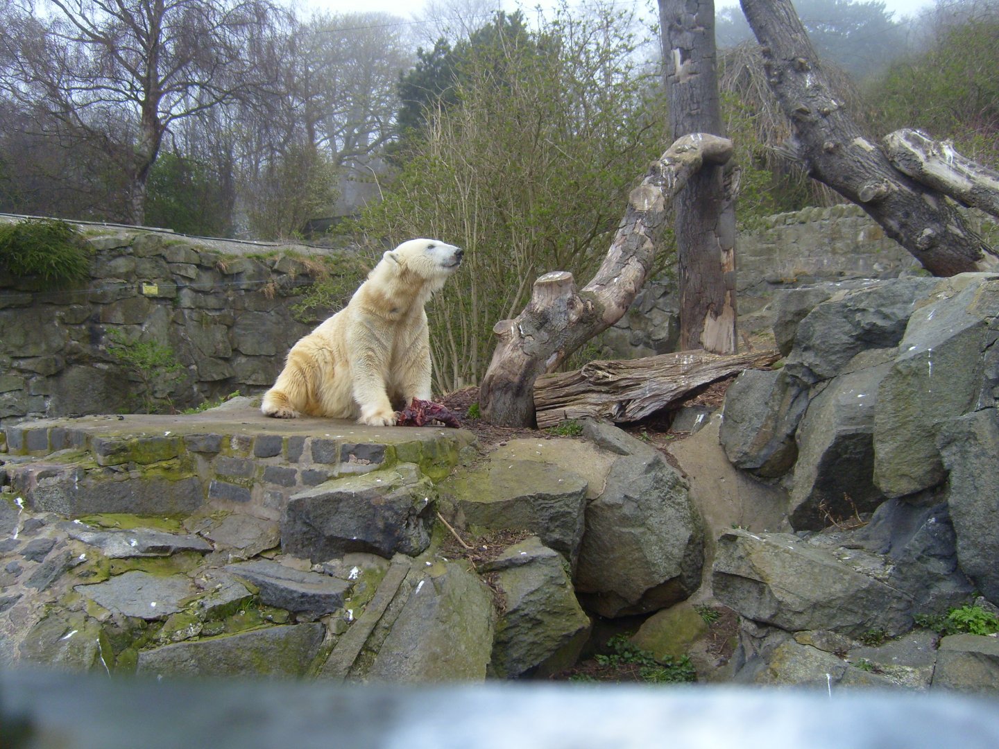 Polar Bear, April 2009