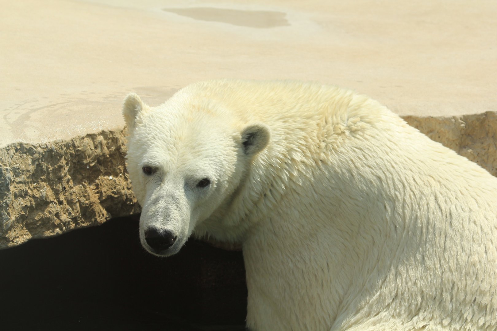 Polar Bear (April 2018)