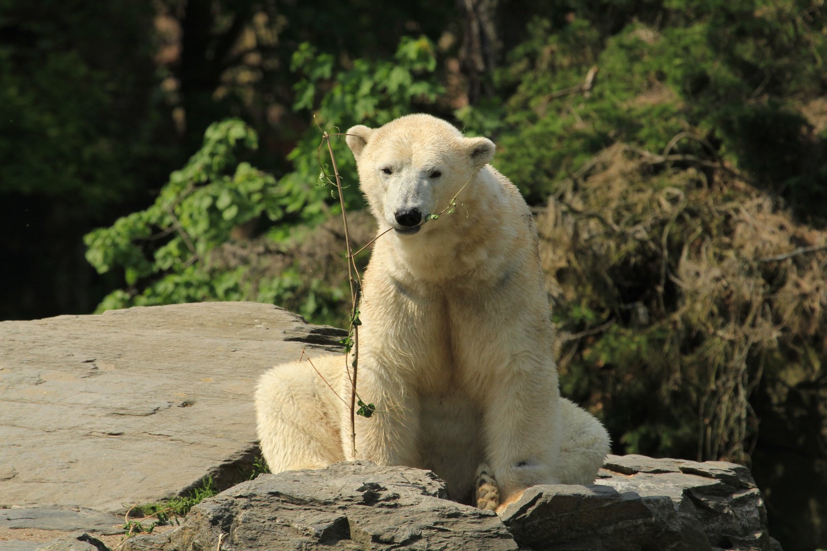 Polar bear (April 2018)