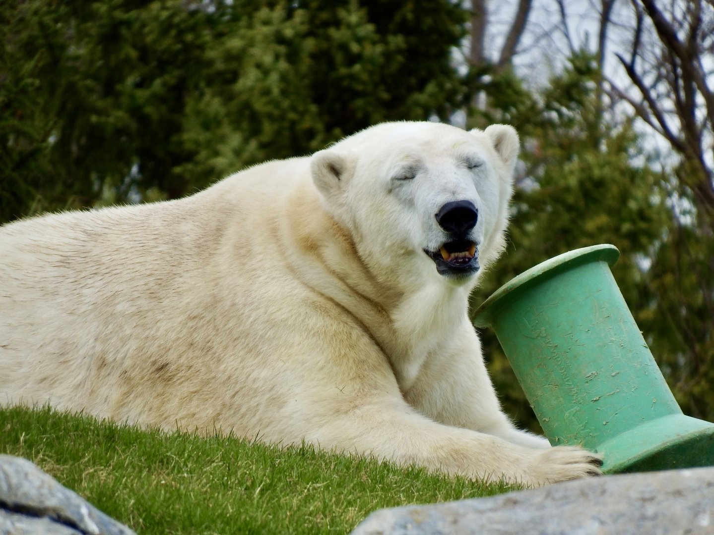 Polar bear - April 24, 2025