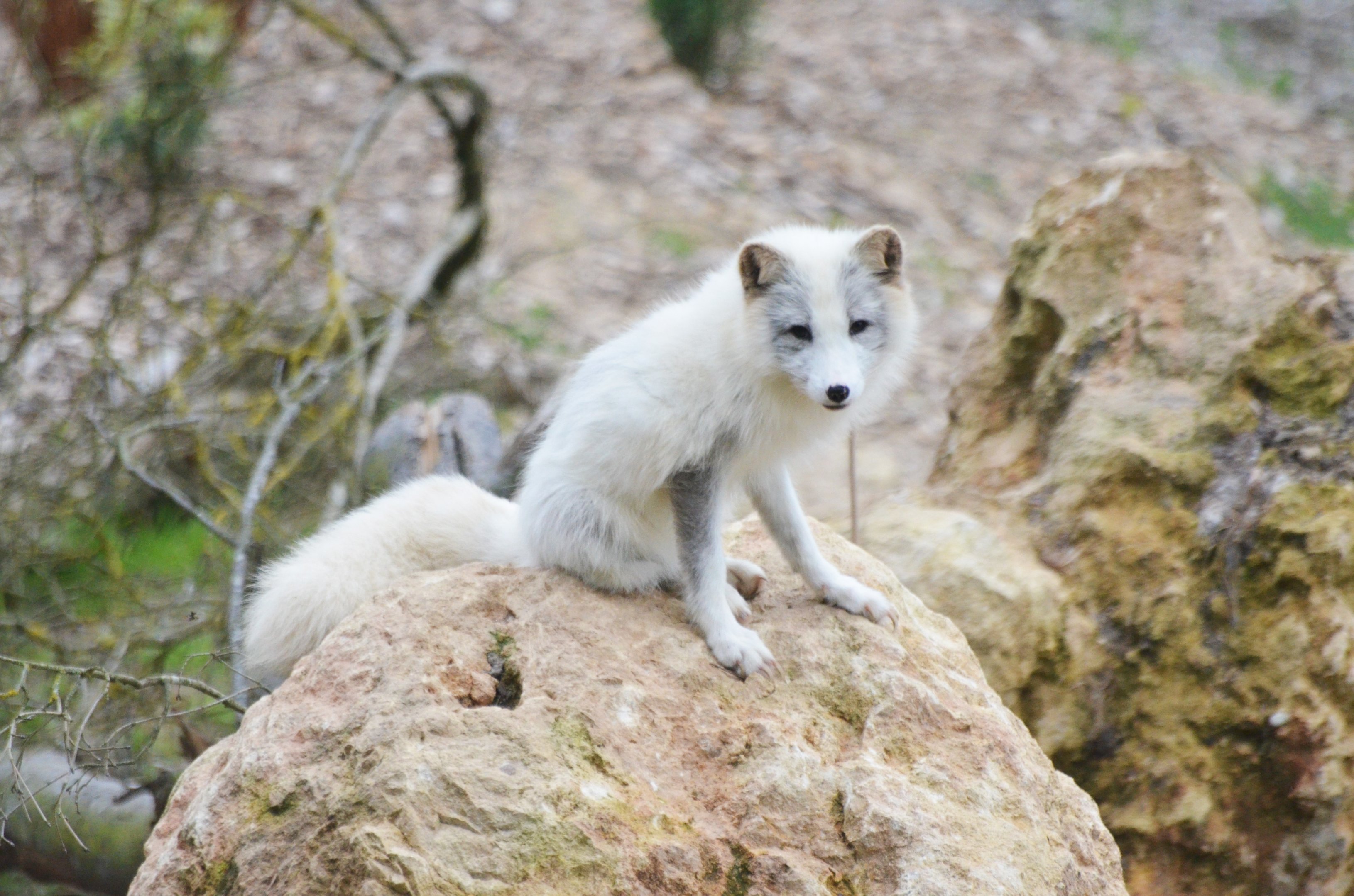 Polar Bear/Arctic Fox Complex at CERZA, 10/06/18