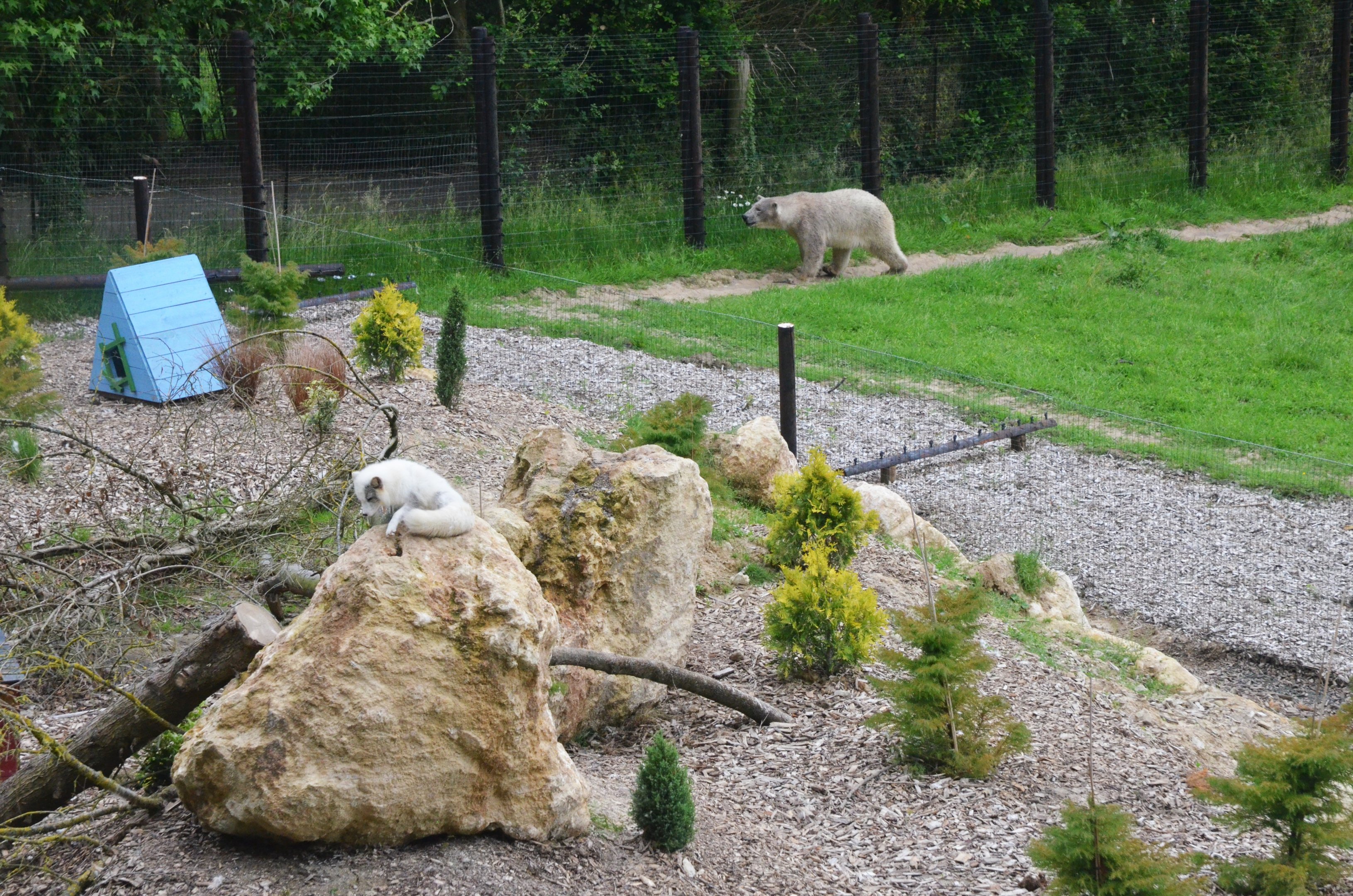 Polar Bear/Arctic Fox Complex at CERZA, 10/06/18