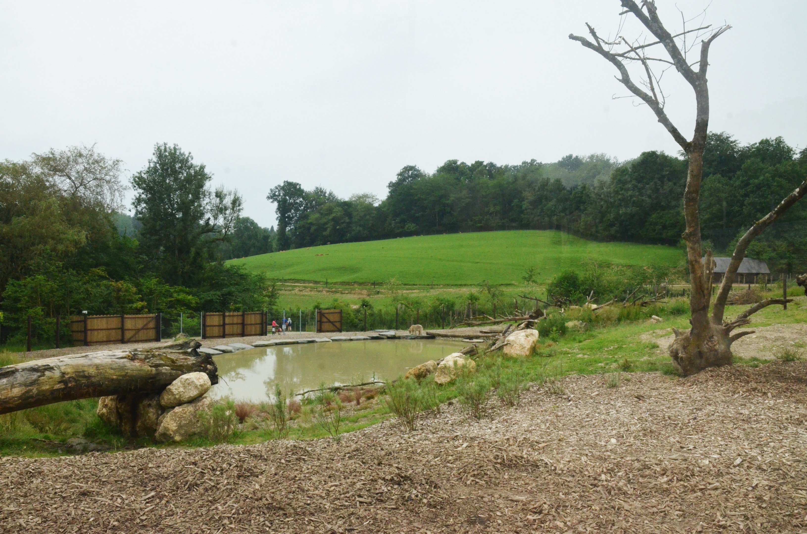 Polar Bear/Arctic Fox Complex at CERZA, 10/06/18