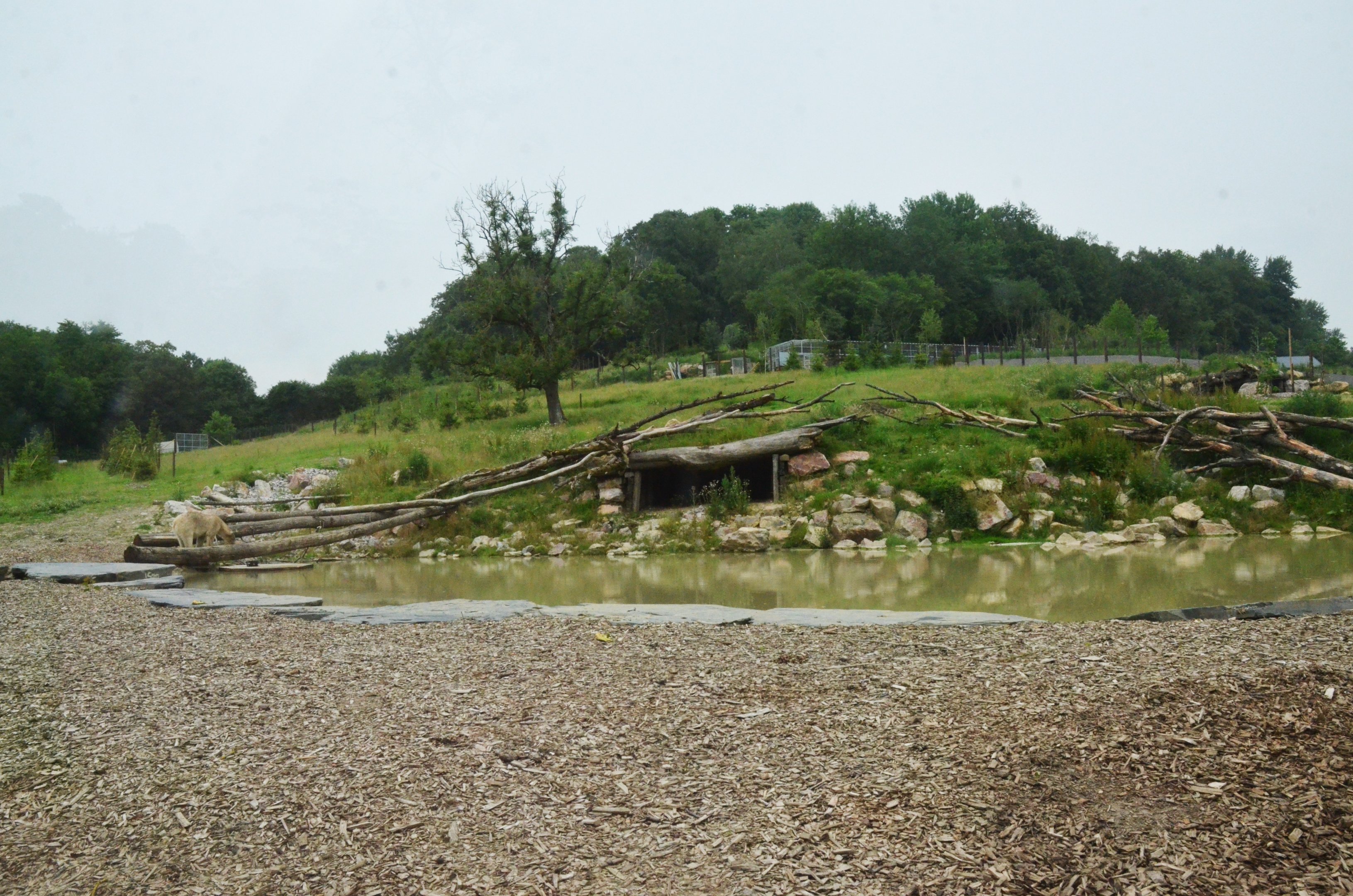 Polar Bear/Arctic Fox Complex at CERZA, 10/06/18