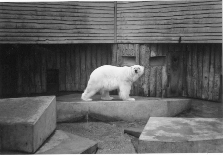 Polar Bear at Bremmerhaven 1998