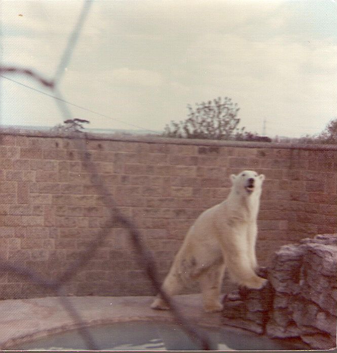 Polar Bear at Chessington Zoo c. 1970s