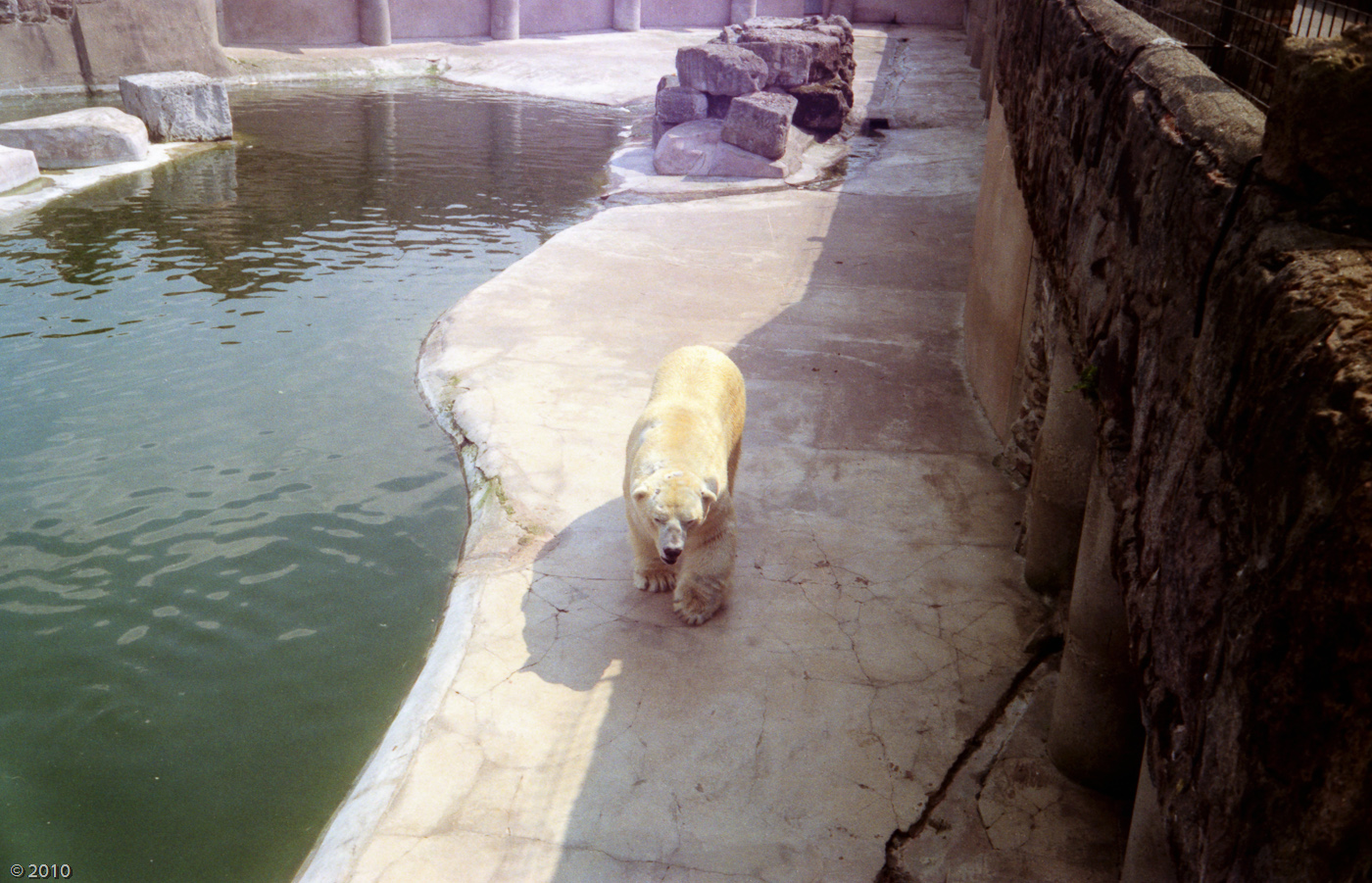 Polar Bear at Chester Zoo