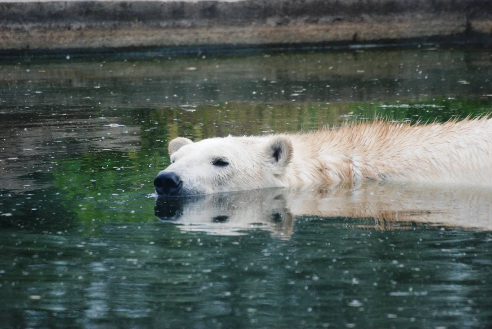 Polar Bear at Dierenrijk, 31/05/12