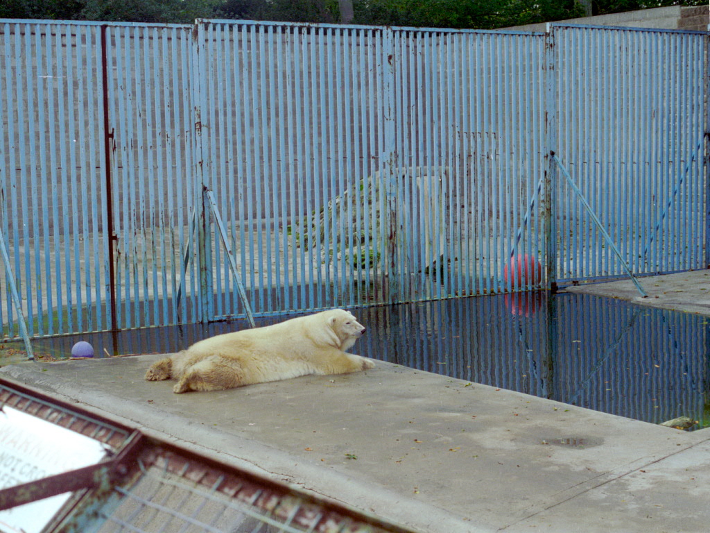 Polar Bear at Flamingo Land, mid-1990s