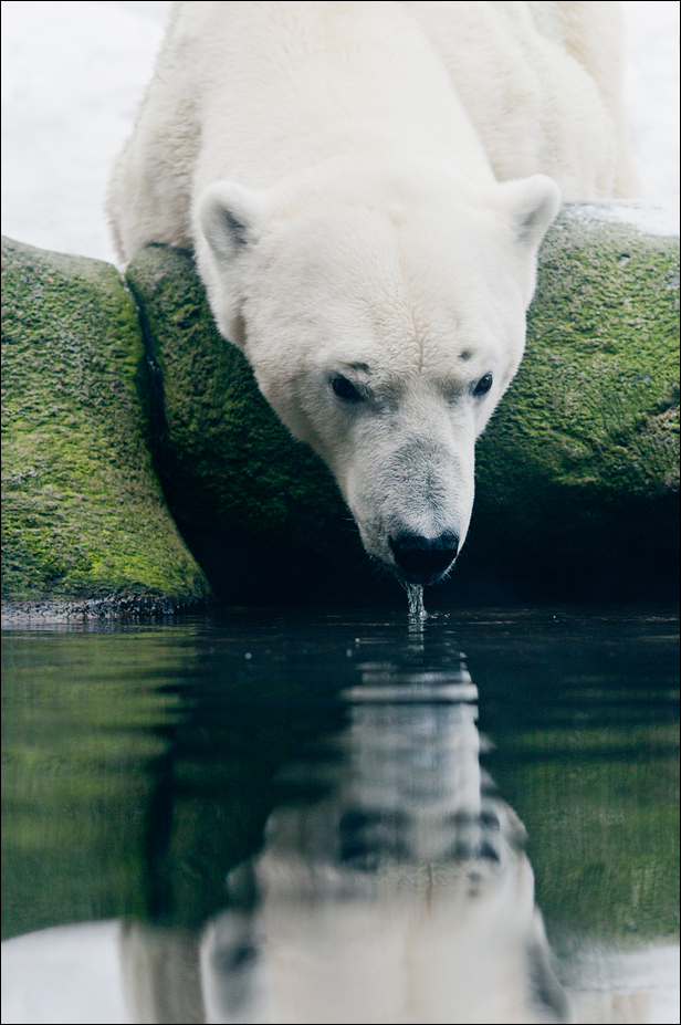 Polar bear at Hamburg