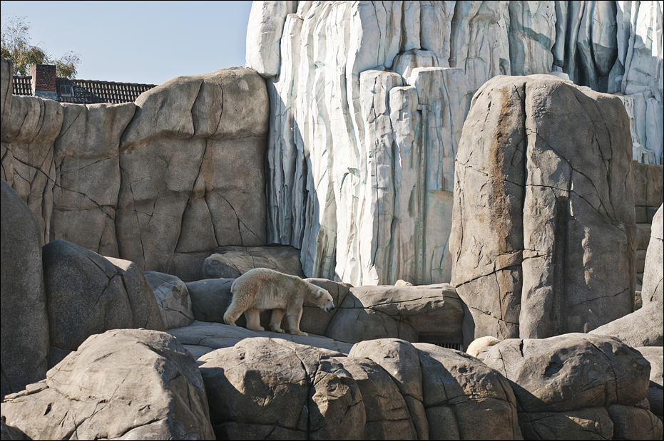 Polar bear at Hamburg
