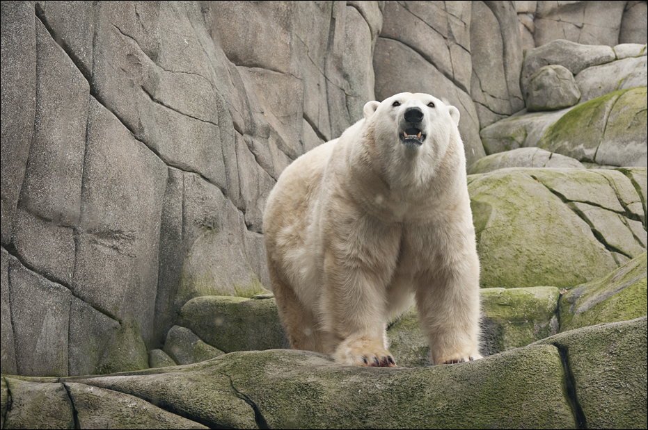 Polar bear at Hamburg