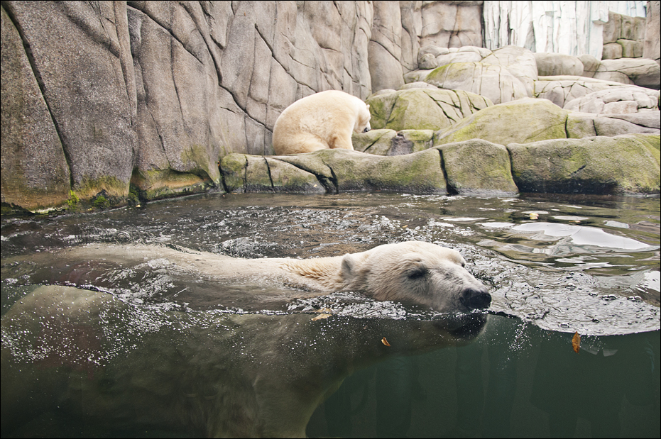 Polar bear at Hamburg