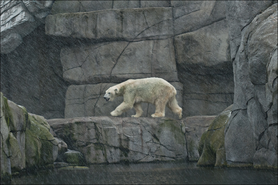 Polar bear at Hamburg