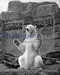 Polar Bear at London Zoo- Mappin Terraces