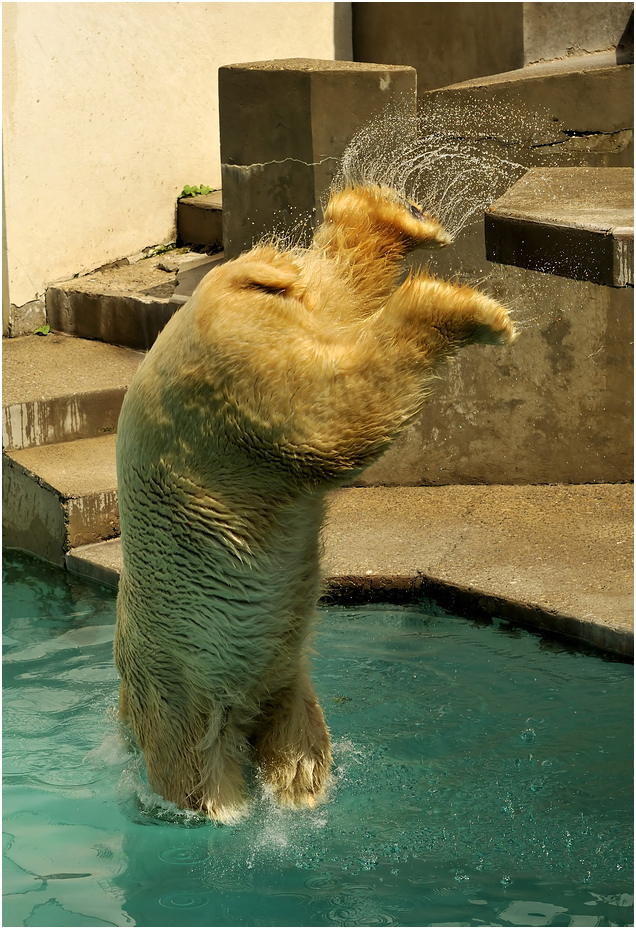 Polar bear at Mulhouse zoo