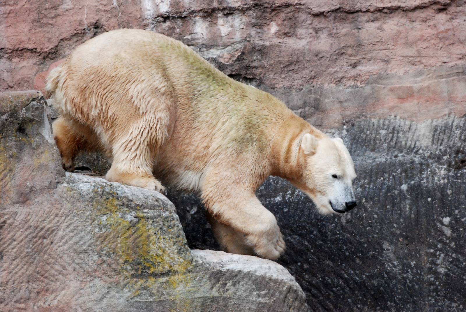 Polar Bear at Nuremberg, 04/09/15