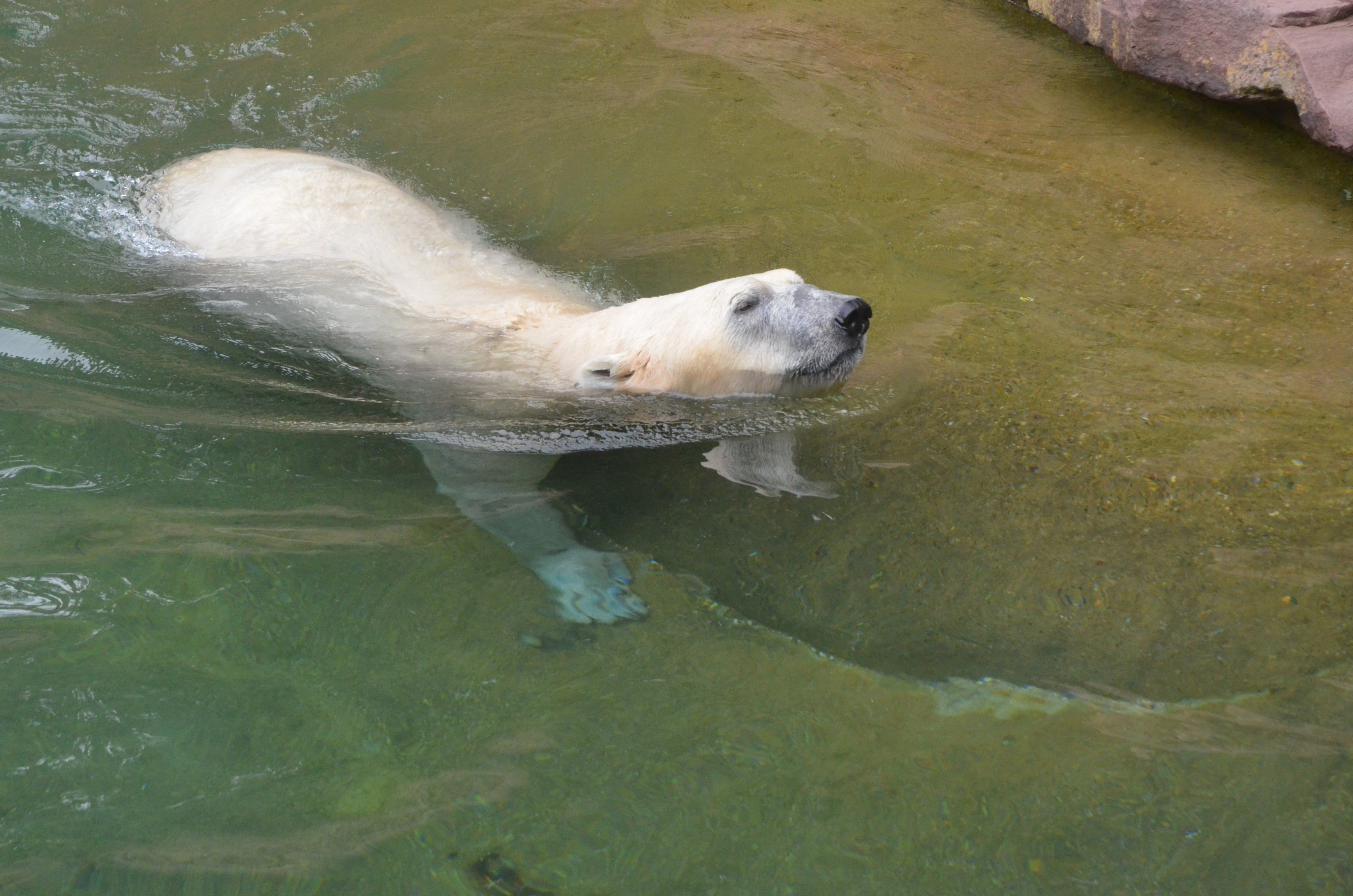 Polar Bear at Nuremberg, 08/09/19