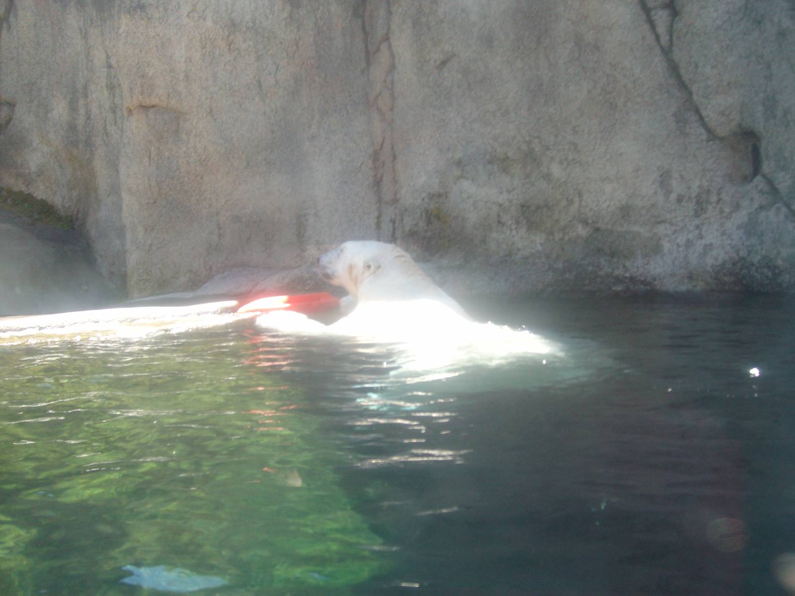 Polar Bear at Oregon Zoo