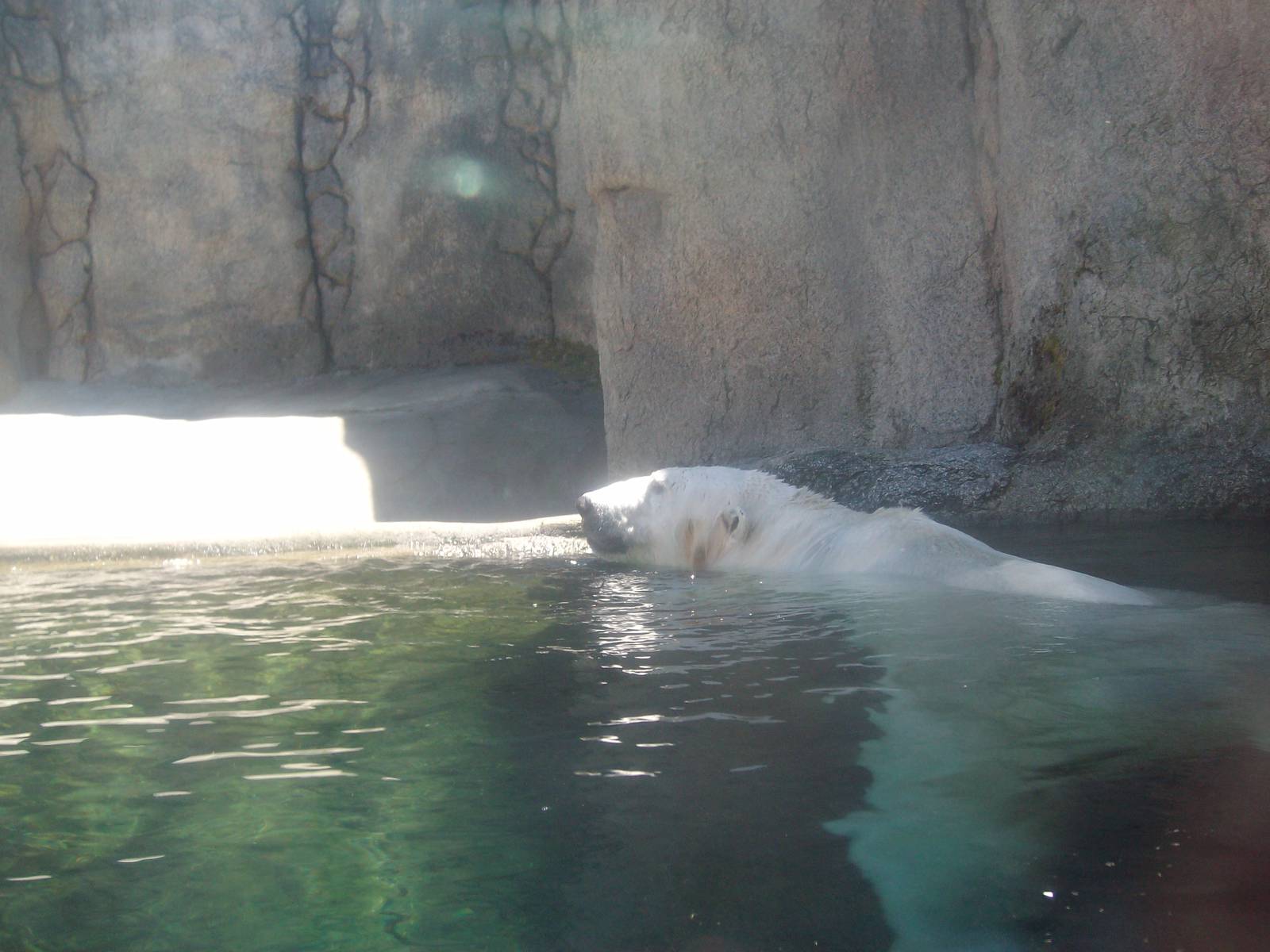 Polar Bear at Oregon Zoo