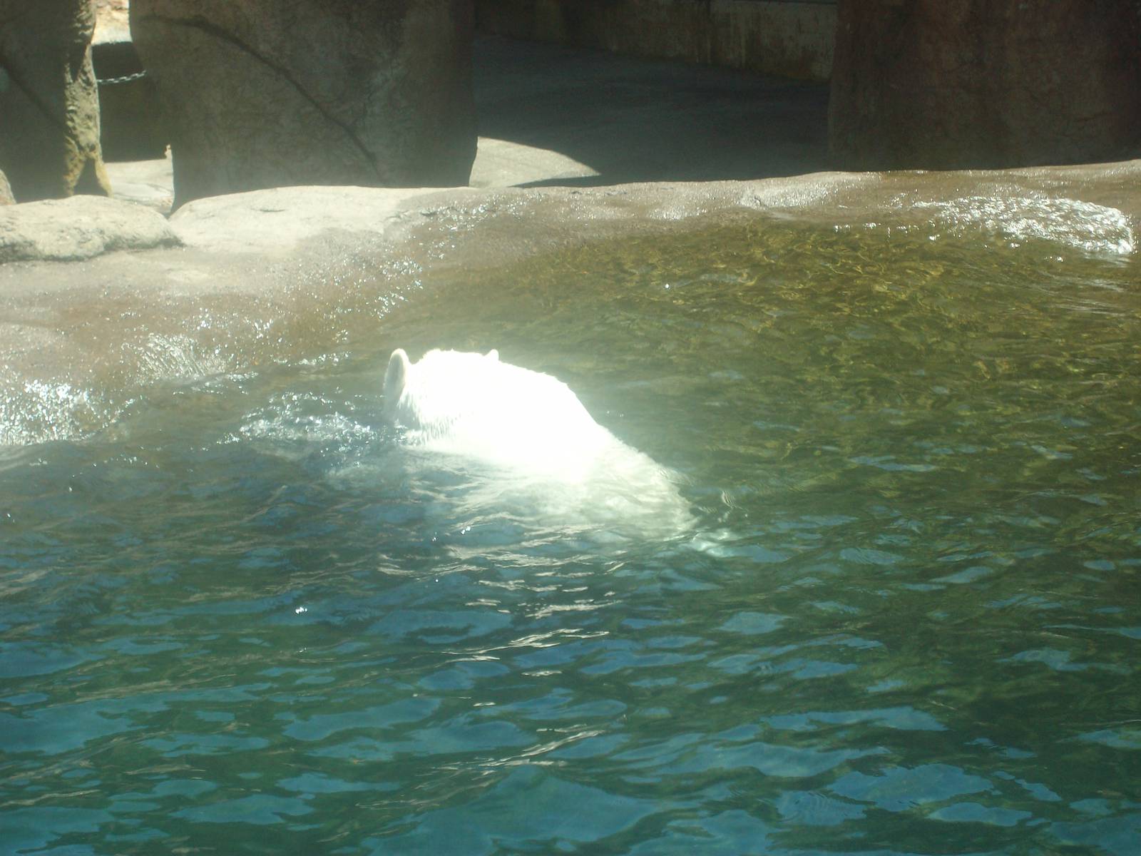 Polar Bear at Oregon Zoo