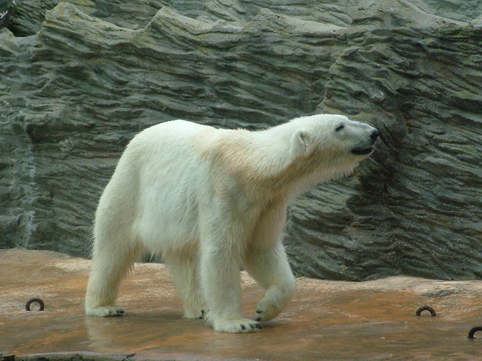 Polar Bear at Prague, 24/05/10