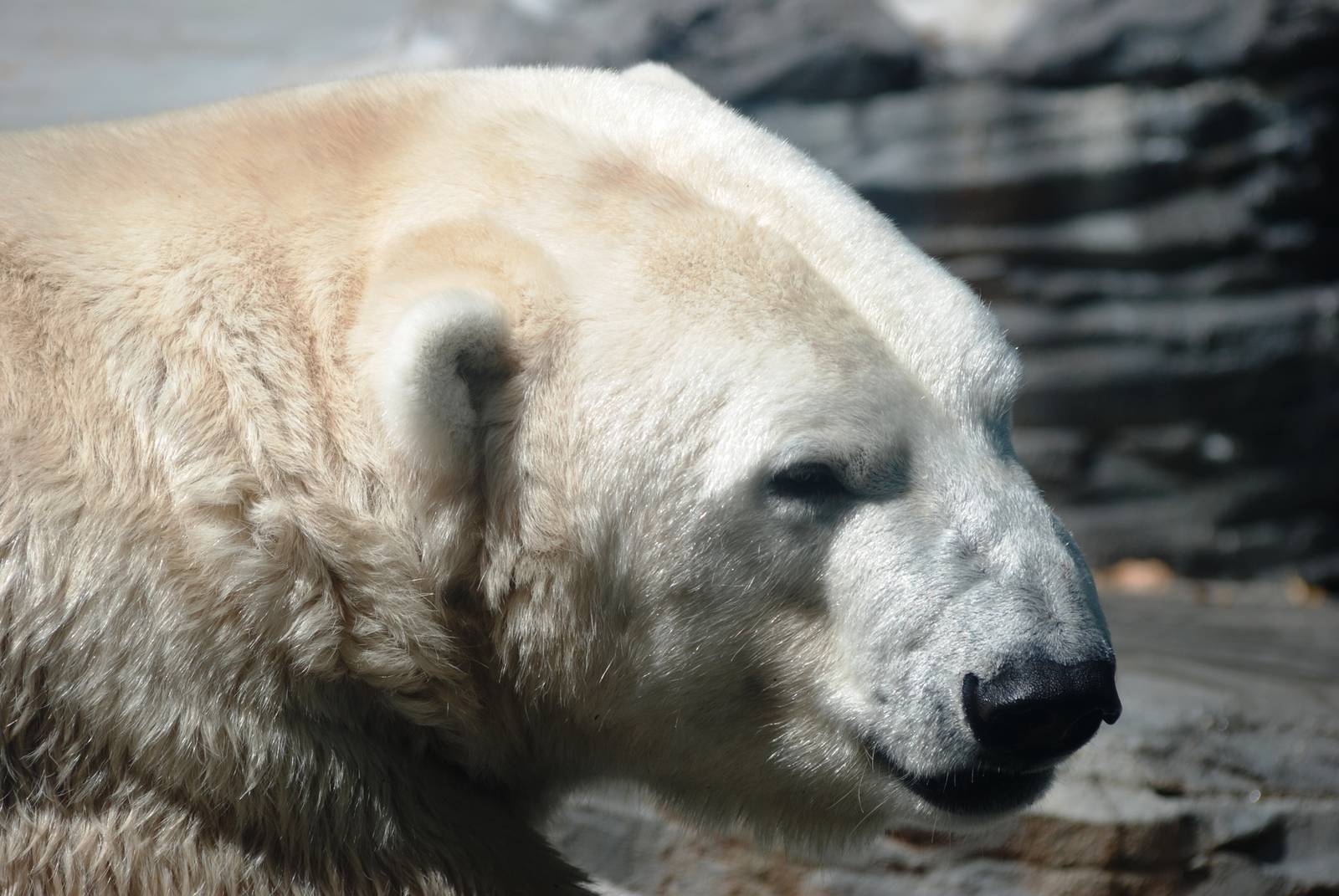 Polar Bear at Prague, 25/08/12