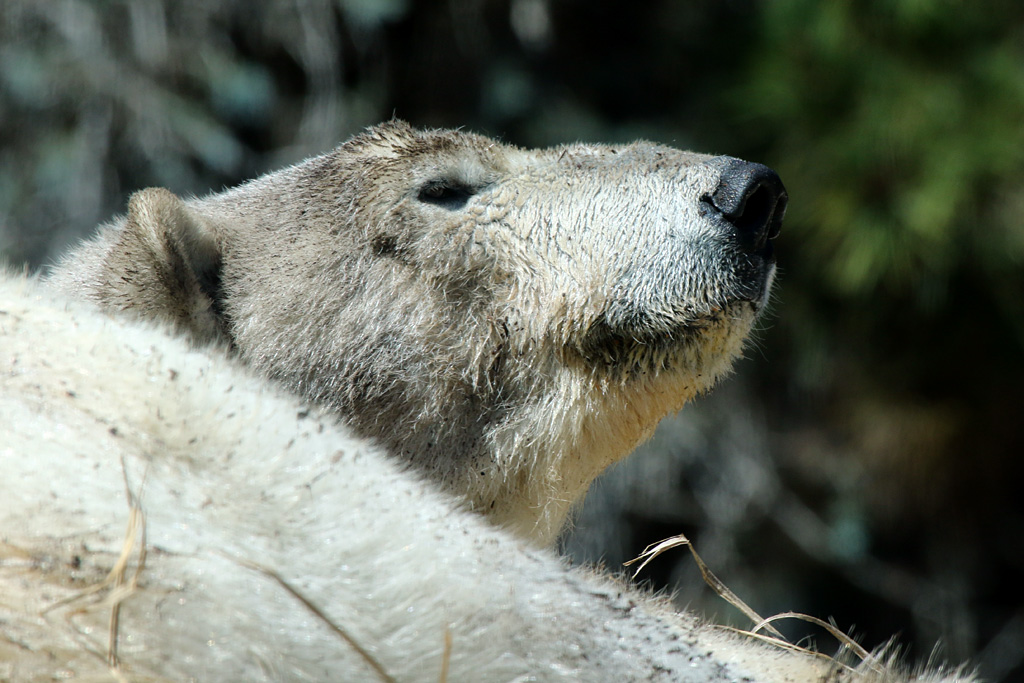 Polar Bear at San Diego Zoo 23rd April 2016