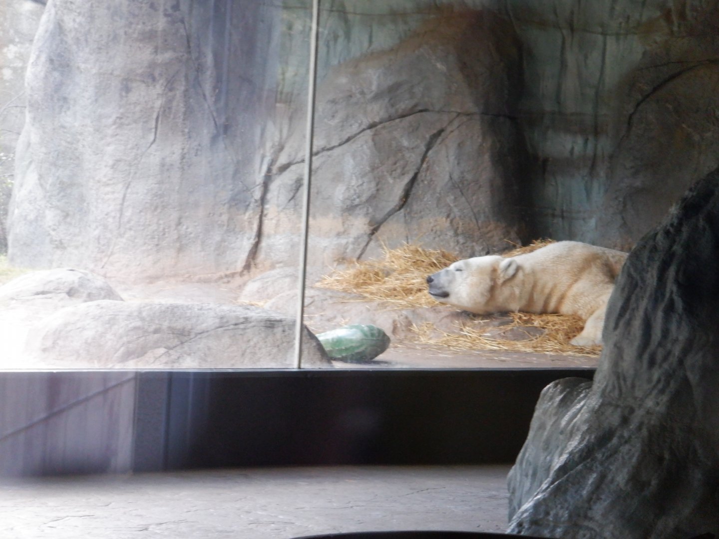 Polar Bear at the North Carolina Zoo