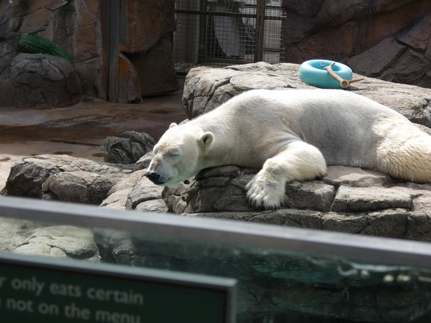 Polar Bear at the North Carolina Zoo