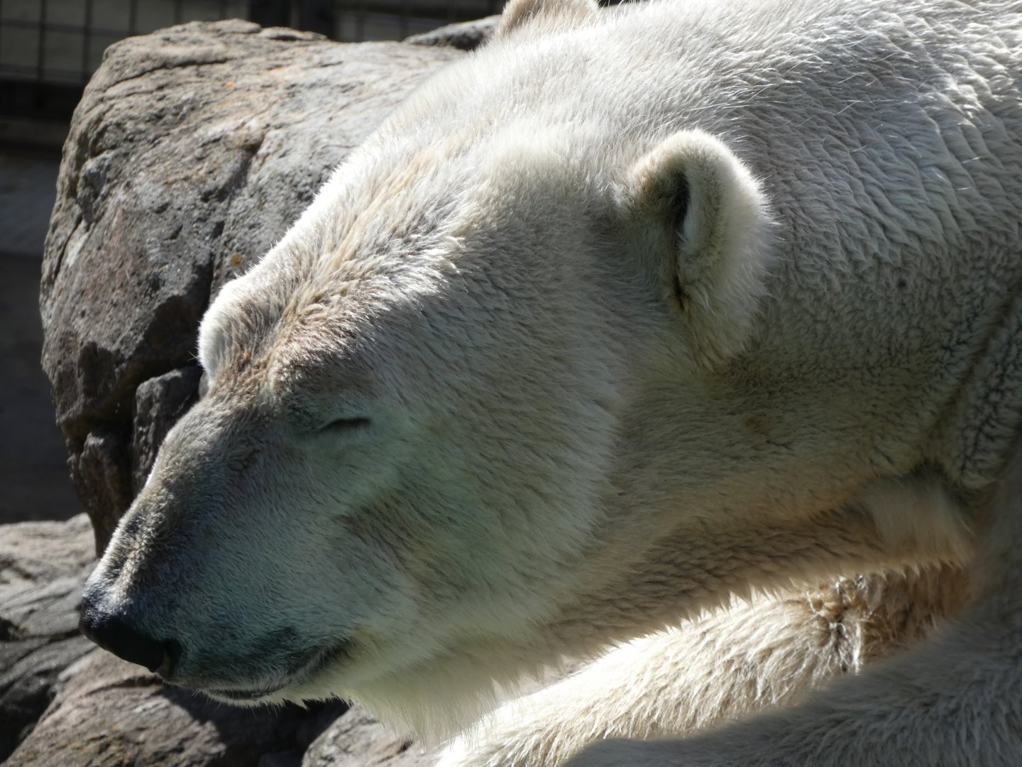 Polar Bear at the North Carolina Zoo