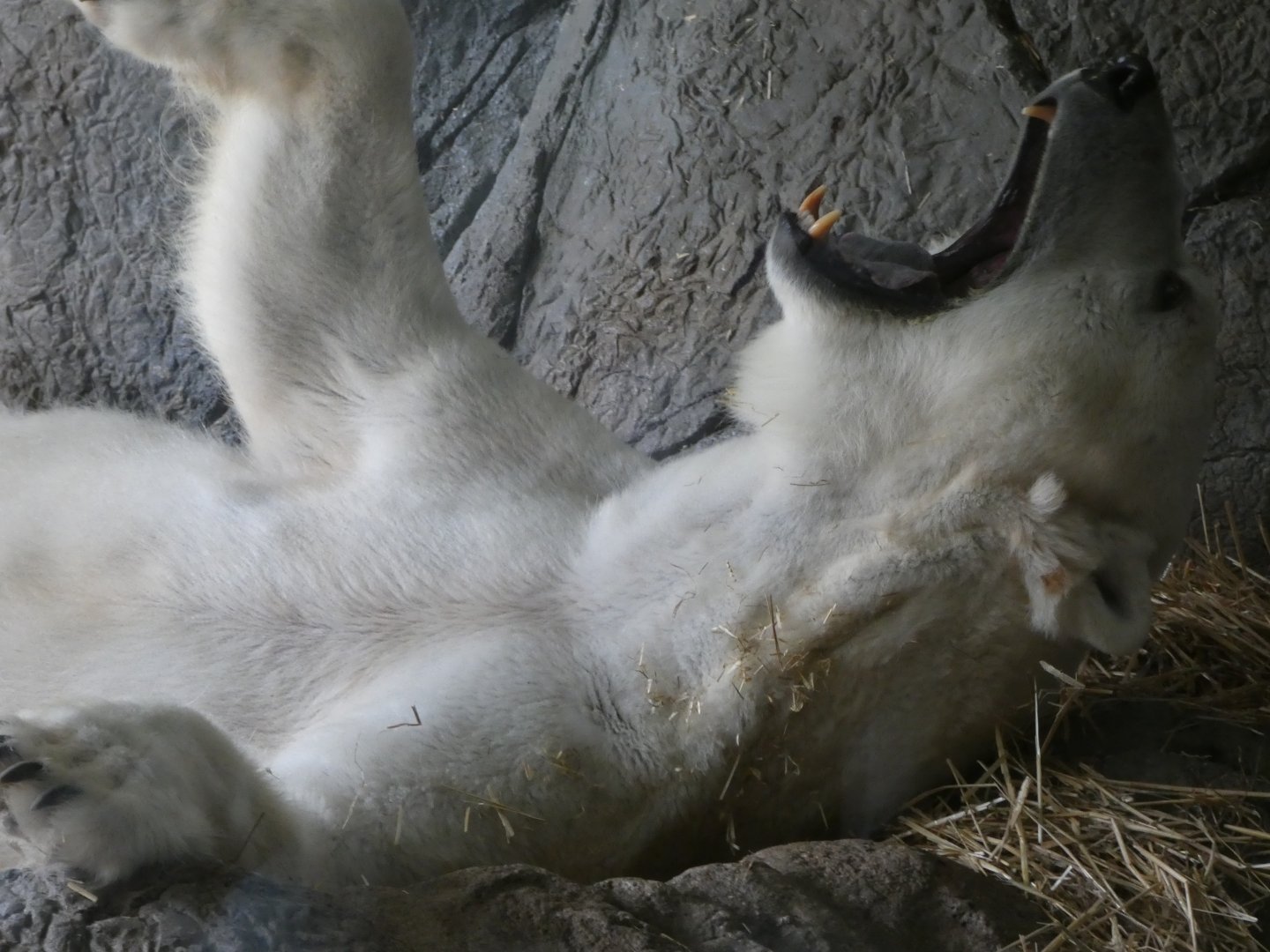 Polar Bear at the North Carolina Zoo