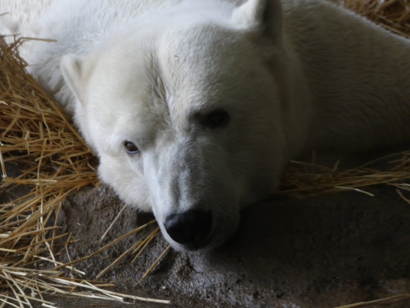 Polar Bear at the North Carolina Zoo