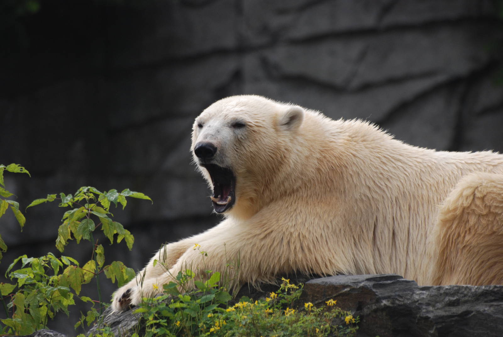 Polar Bear at Tierpark Berlin, 30/08/11