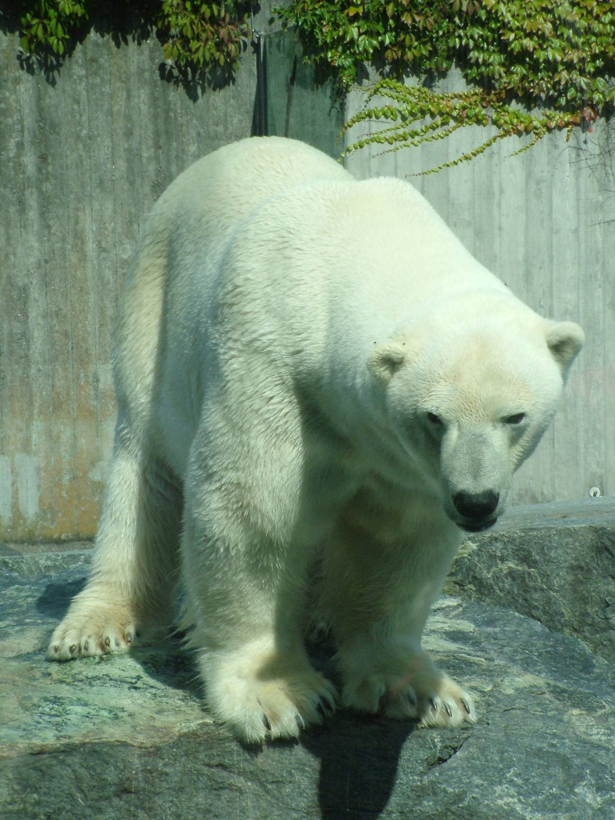 Polar Bear at Wilhelma, Stuttgart 02/09/10