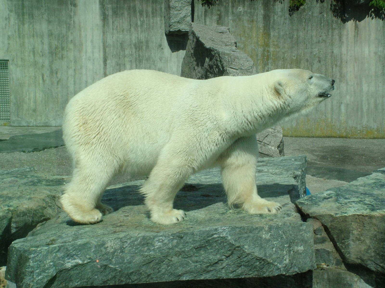 Polar Bear at Wilhelma, Stuttgart 02/09/10