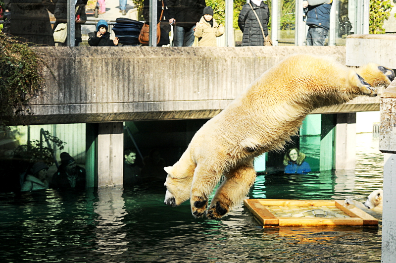 Polar bear at Wuppertal