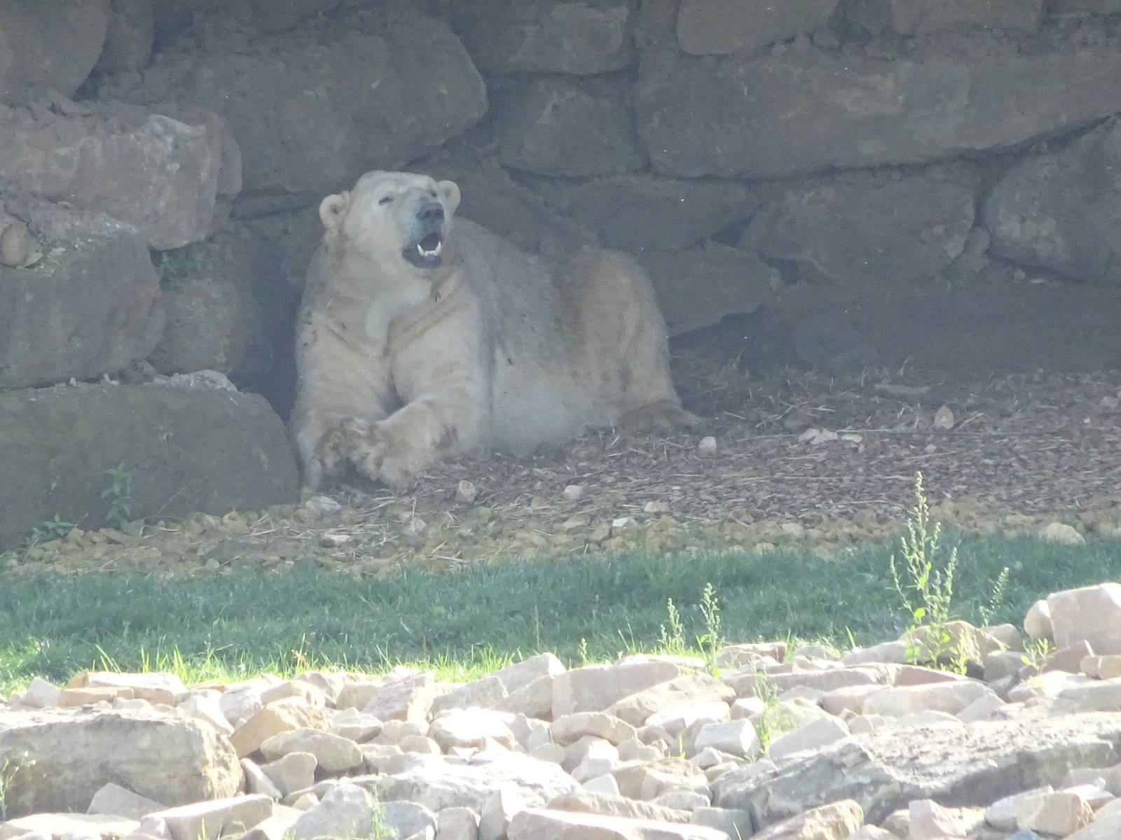 Polar Bear at Yorkshire Wildlife Park