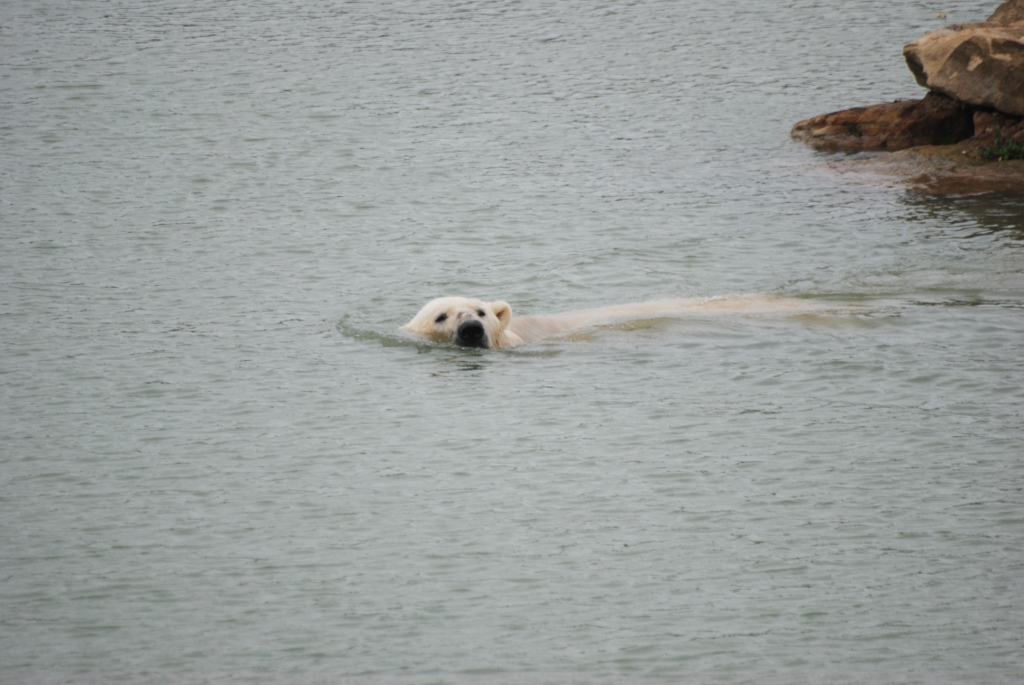 Polar Bear at Yorkshire WP, 25/08/14