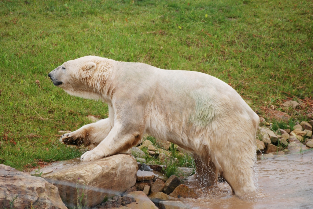 Polar Bear at Yorkshire WP, 25/08/14